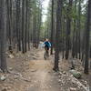 Nearing the top of Cub Creek Trail.