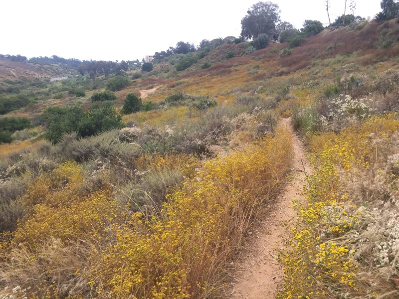 Balboa Park Trail #12 looking south.