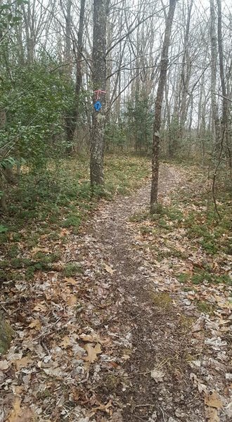 A pic of a trail segment featuring the blue diamond directional markers. Just follow the blue diamonds!