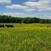 Flowering pastures and cattle along the North Country Trail