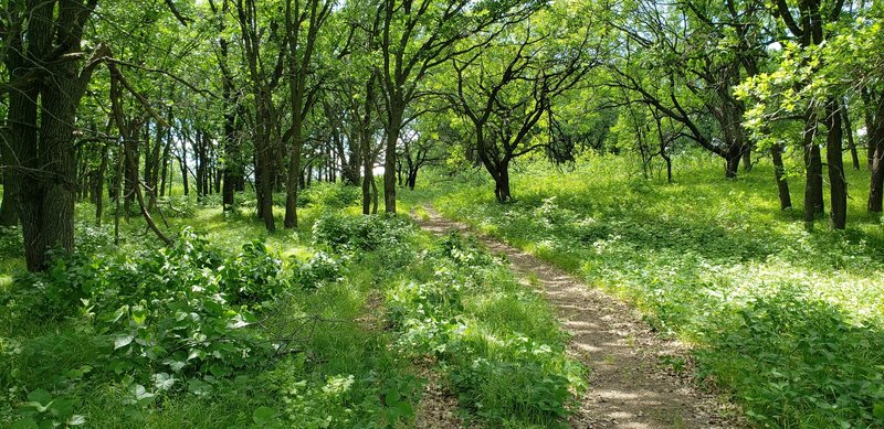 Groves of trees dot the trail and provide brief moments of shade