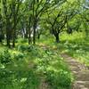 Groves of trees dot the trail and provide brief moments of shade