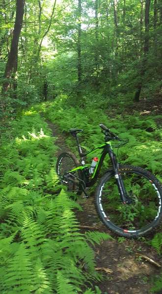 Rockin' with the ferns.