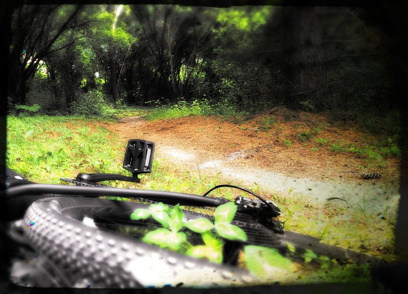 Trail winds in and out of the woods with smooth rhythm. This spot smells very piney. Nice little trail!