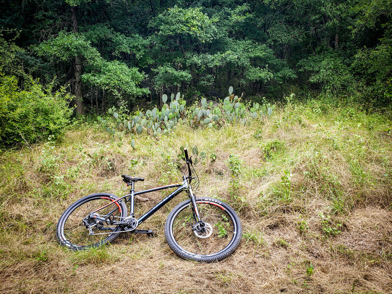 Trailside resting spot. This stand of Prickly Pears was the subject of one of my paintings.