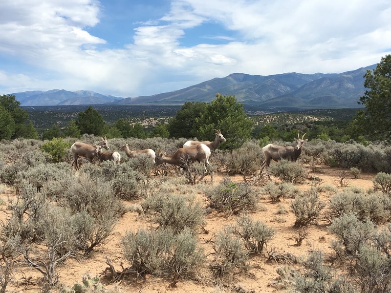 Desert bighorn sheep.