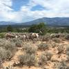 Desert bighorn sheep.