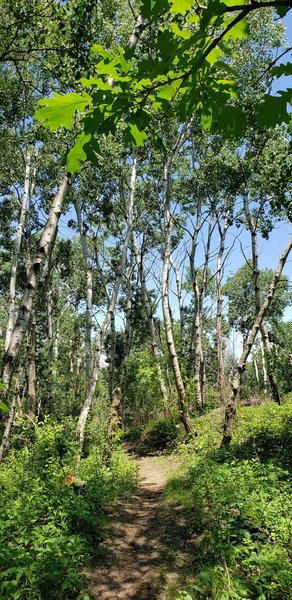 Birch trees on Hankinson Hills Loop Trail.