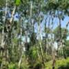 Birch trees on Hankinson Hills Loop Trail.