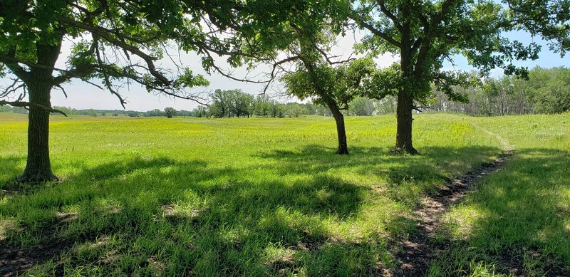 Nice mix of trees and fields.