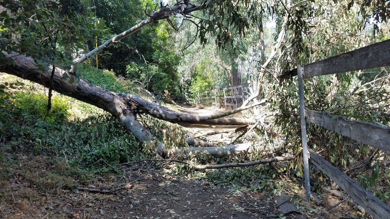 (06-23-19) Fallen tree on trail. Take alternate route back down Green Acres Drive and get back on trail at North Richmond Knoll.