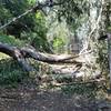 (06-23-19) Fallen tree on trail. Take alternate route back down Green Acres Drive and get back on trail at North Richmond Knoll.