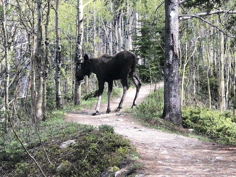 Moose on trail.