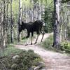 Moose on trail.