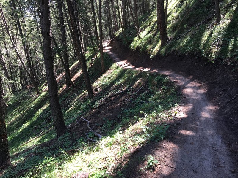 The Upper Coal Camp trail weaves and flows through mature forest.