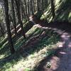 The Upper Coal Camp trail weaves and flows through mature forest.