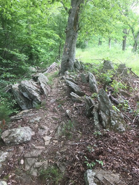 Second section of rock garden.