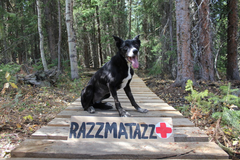 This trail is named 'Razzmatazz' in honor of Grand County Search and Rescue Dog 'Taz,' who passed away December 2018. You forever left a paw print on our hearts!