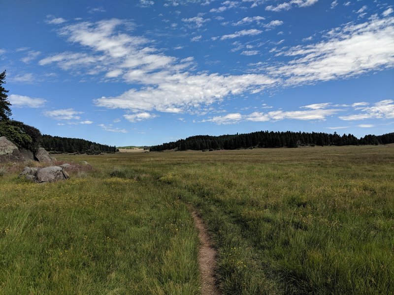 Looking north towards the Big Laguna Meadow.