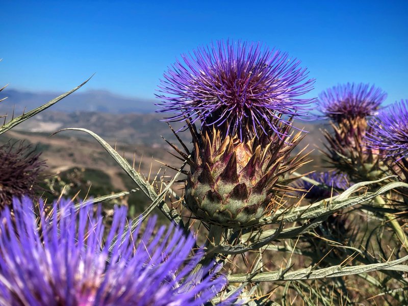 Purple Thistle