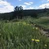 Top of Shoshone. Doubletrack.