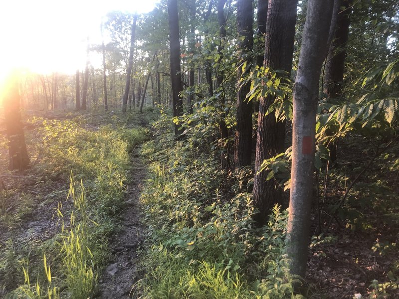 Most of the trail has had an over story removal; there is still a logger on-site near the latter half of the trail.