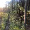 Most of the trail has had an over story removal; there is still a logger on-site near the latter half of the trail.