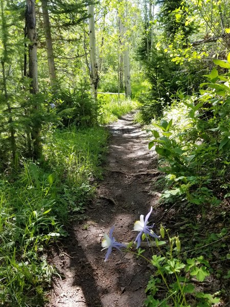 Columbine coming out on the trail!