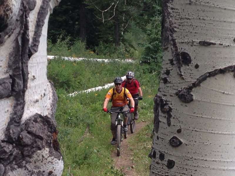 Peeking through the aspens.