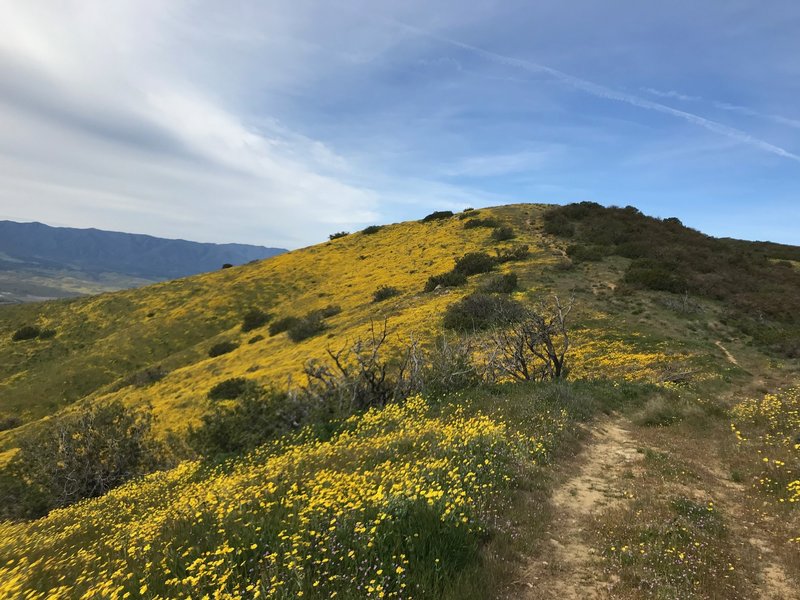 Nice singletrack through the wildflowers.