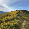 Nice singletrack through the wildflowers.