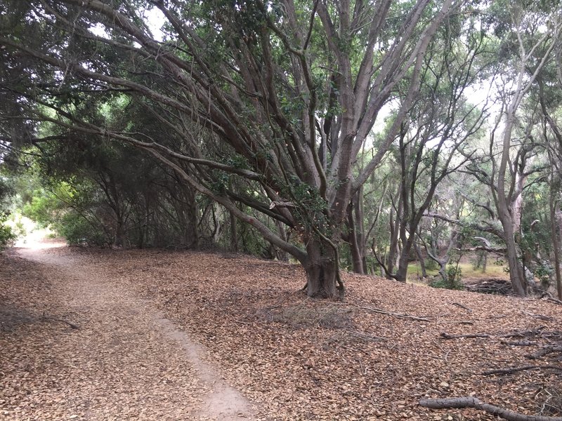 Trail passes through oak groves