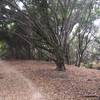 Trail passes through oak groves