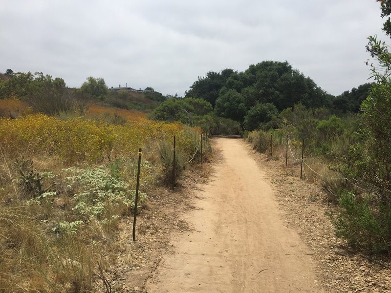 Tecolote Canyon, south of Balboa Ave