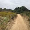 Tecolote Canyon, south of Balboa Ave