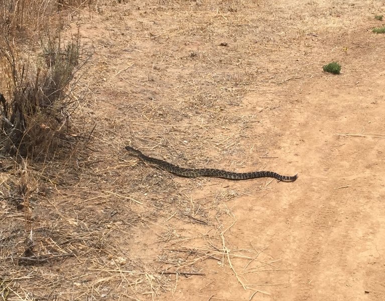 Rattlesnakes are present, let them go about in peace and stay in the trail!