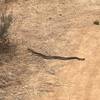 Rattlesnakes are present, let them go about in peace and stay in the trail!