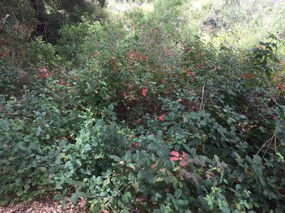 Poison oak is plentiful under oak trees and can climb them. Leaves of three, let it be! Stay on the trail.