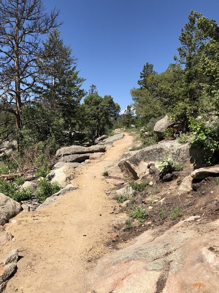 Near the start of Limber Pine Trail.