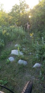 Overlook Trail abundant with rocks and wildlife