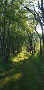 Northridge Trail through sections of trees