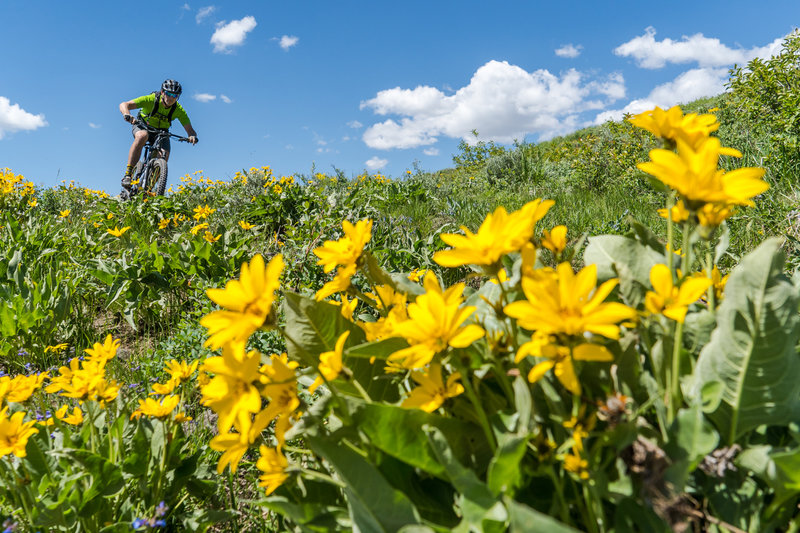 Wildflowers going off on Mahoney in June!