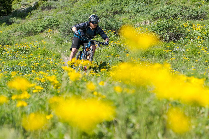 Early summer is the time to hit these trails - the wildflowers are crazy.