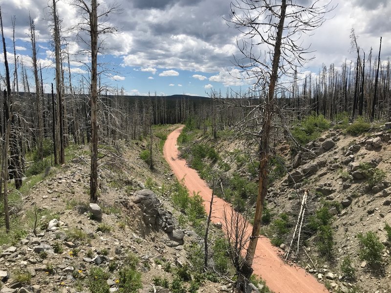 Rail trail traveling through old burn area.