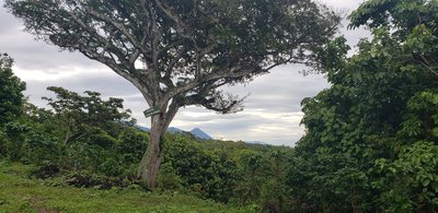 Vista lejana del Volcán de Izalco, desde la Finca Tequendama.