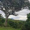 Vista lejana del Volcán de Izalco, desde la Finca Tequendama.