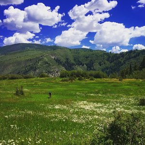 Overlooking the meadow
