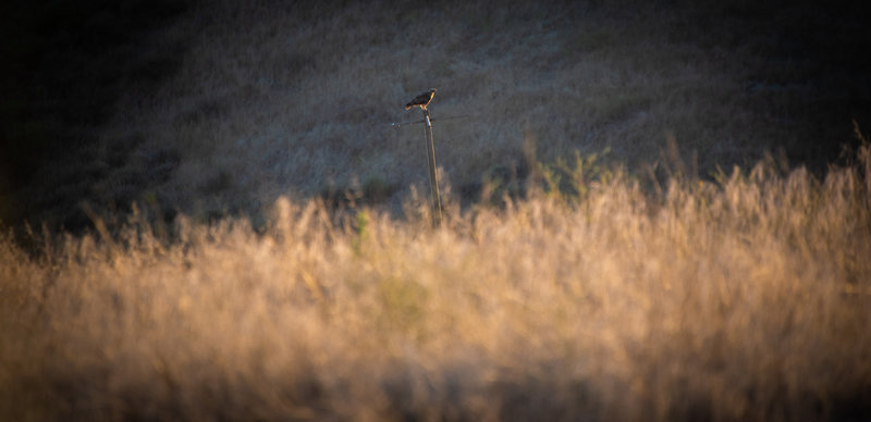 Hawk near Ridge top trail