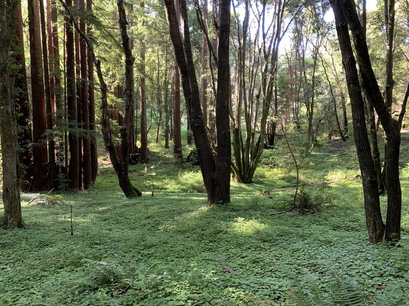 Super lush ground cover on the climb out of Enchanted - late spring.