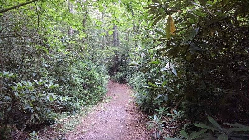 Rhododendron bushes line the trail at the start of the trail.